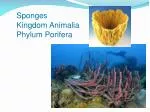 Sponges Kingdom Animalia Phylum Porifera - slide 1