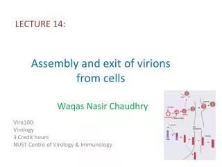 Assembly and exit of virions from cells