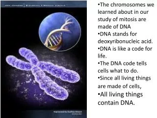 The chromosomes we learned about i n our study of mitosis are made of DNA