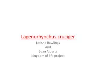 HOURGLASS DOLPHINS Lagenorhynchus cruciger