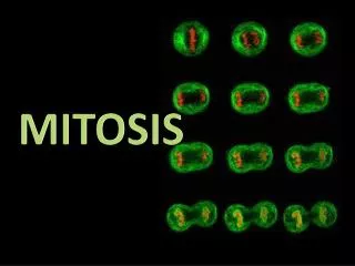 MITOSIS