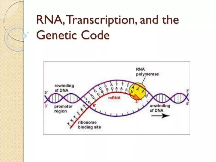 rna transcription and the genetic code