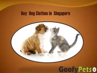 Buy Dog Clothes in Singapore