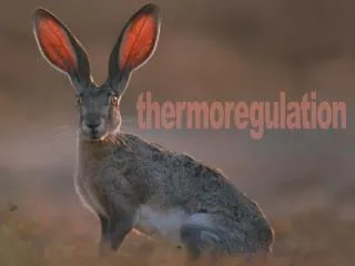 thermoregulation