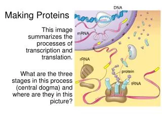 Making Proteins