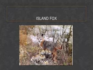 ISLAND FOX
