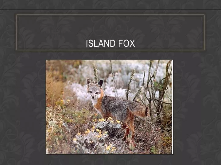 island fox