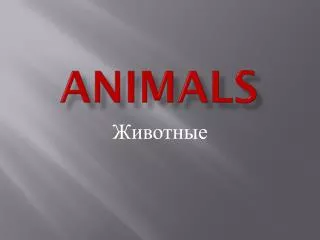 animals