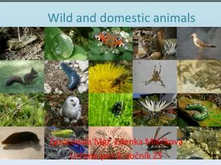 Wild and domestic animals