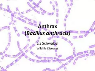Anthrax ( Bacillus anthracis )