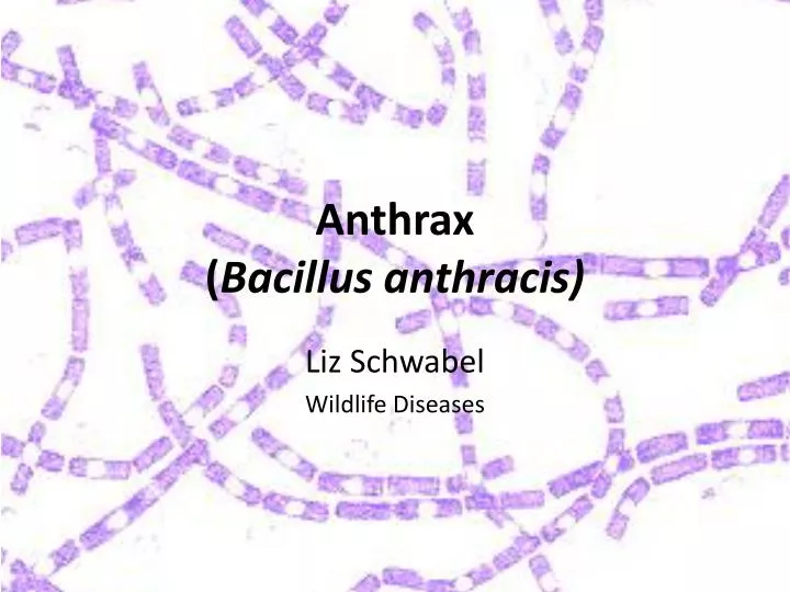 anthrax bacillus anthracis