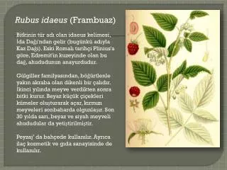 Rubus idaeus (Frambuaz)