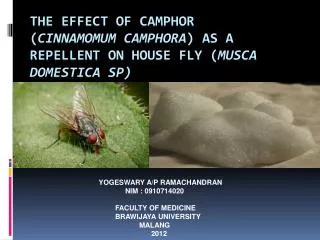 THE EFFECT OF CAMPHOR ( Cinnamomum camphora ) AS A REPELLENT ON HOUSE FLY ( Musca domestica sp)