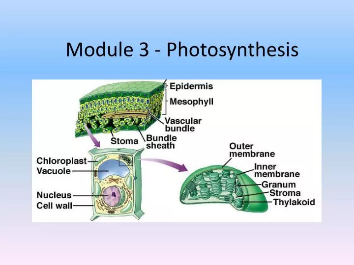 module 3 photosynthesis