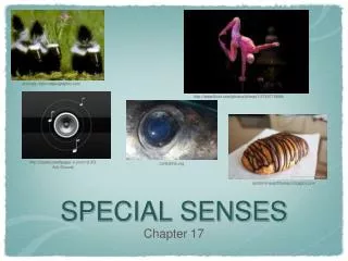 special senses