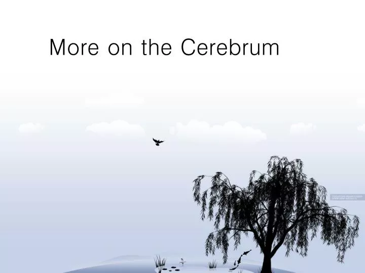 more on the cerebrum