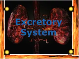 Excretory System