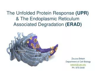 The Unfolded Protein Response (UPR) &amp; The Endoplasmic Reticulum Associated Degradation (ERAD)