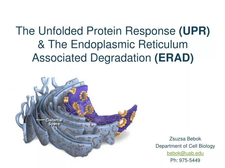the unfolded protein response upr the endoplasmic reticulum associated degradation erad