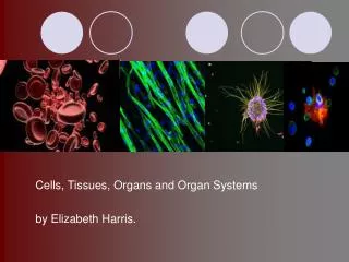 Cells, Tissues, Organs and Organ Systems by Elizabeth Harris.