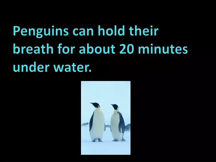 penguins can hold their breath for about 20 minutes under water