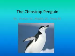 The Chinstrap Penguin