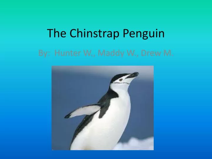 the chinstrap penguin