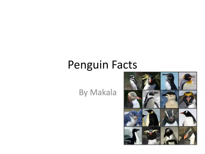 penguin facts