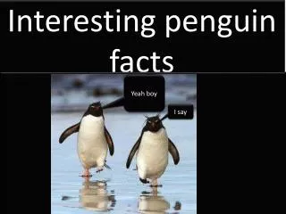 Interesting penguin facts