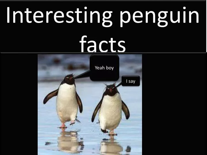 interesting penguin facts