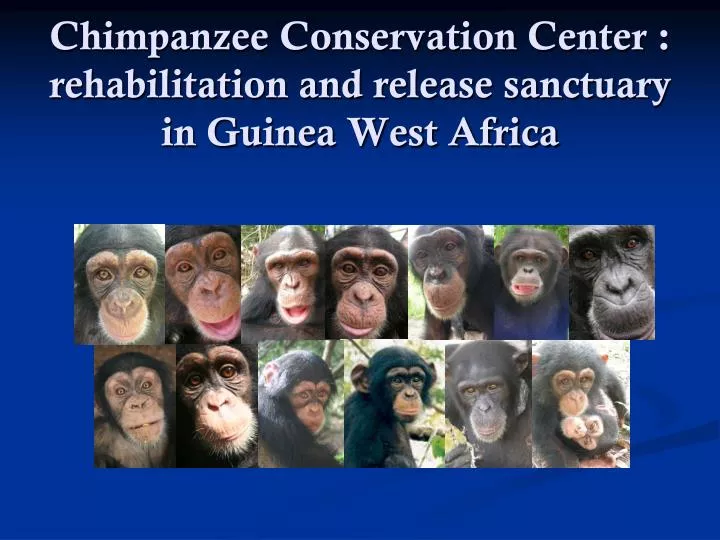 chimpanzee conservation center rehabilitation and release sanctuary in guinea west africa