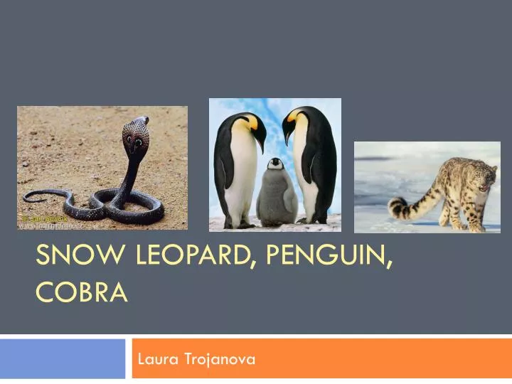 snow leopard penguin cobra