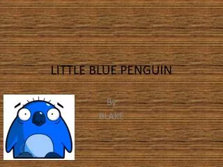 LITTLE BLUE PENGUIN