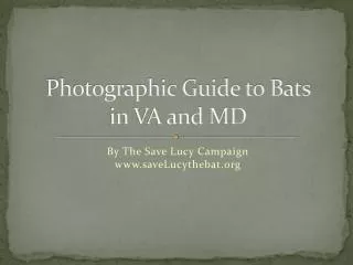 Photographic Guide to Bats in VA and MD