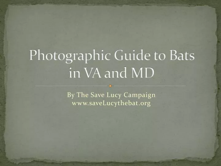 photographic guide to bats in va and md