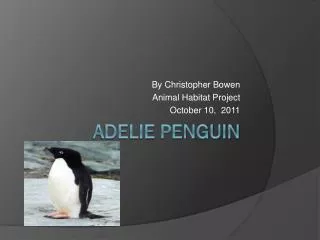 Adelie penguin