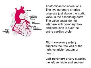 Coronary blood flow (CBF) Resting ? 1 ml/min/gm . About 200 ml/min for a 200 gm human heart.