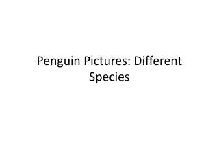 Penguin Pictures: Different Species