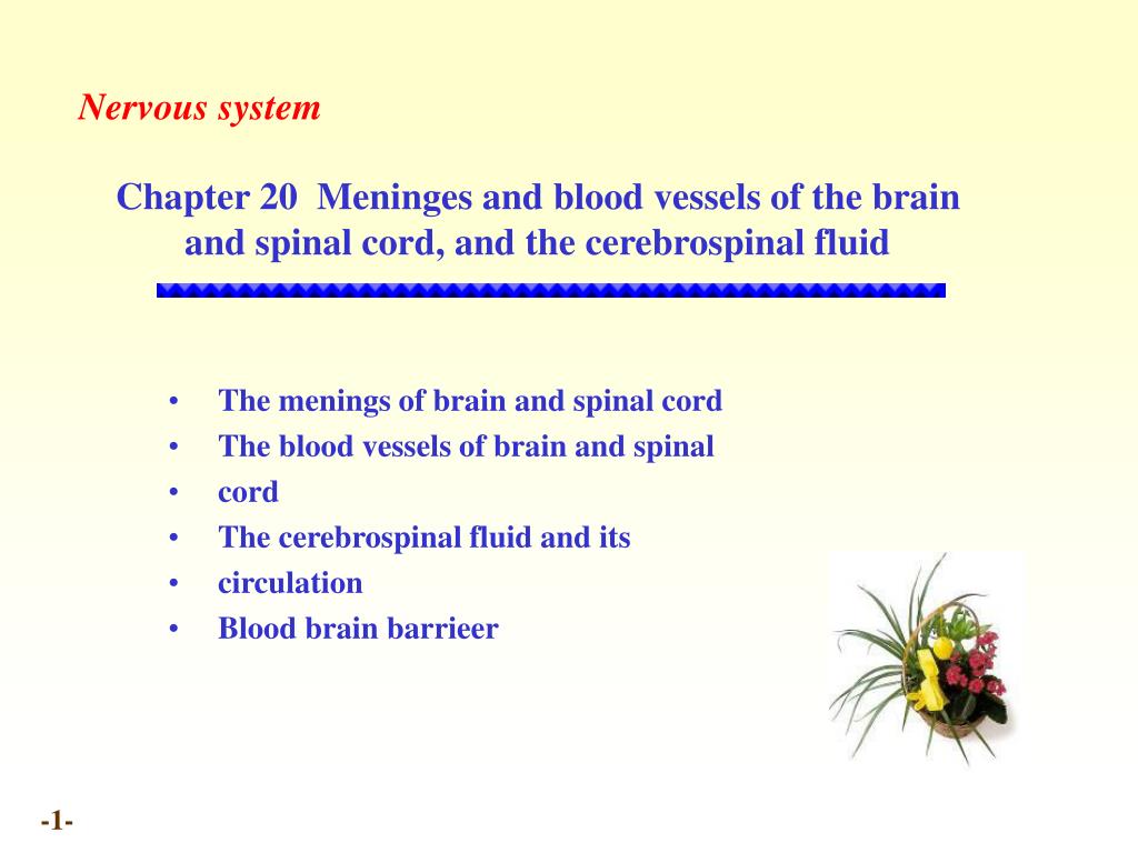 PPT - Chapter 20 Meninges and blood vessels of the brain and spinal ...
