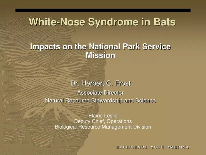 white nose syndrome in bats