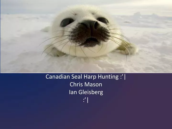 canadian seal harp hunting chris mason ian gleisberg