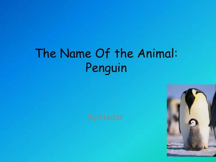 the name of the animal penguin