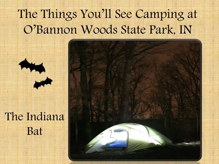 the things you ll see camping at o bannon woods state park in