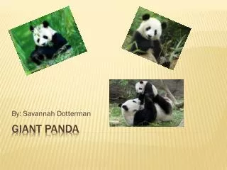 Giant Panda