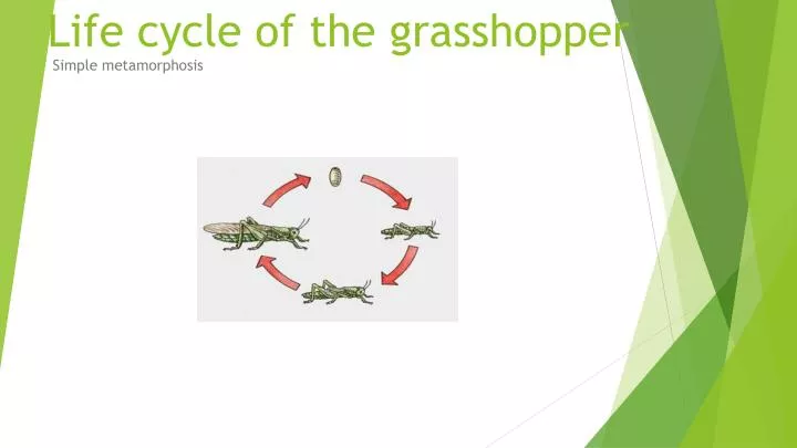 life cycle of the grasshopper