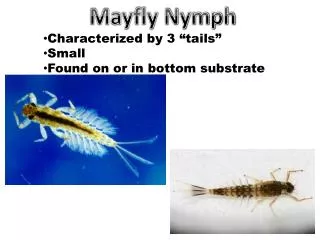 Mayfly Nymph