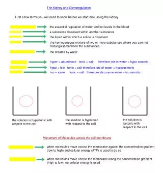 The Kidney and Osmoregulation