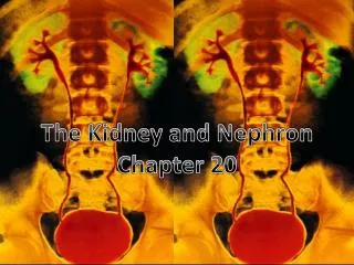 The Kidney and Nephron Chapter 20