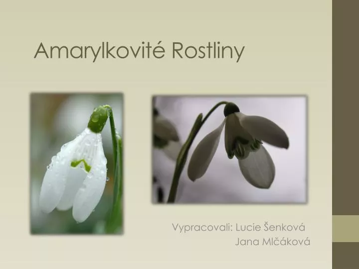 amarylkovit rostliny