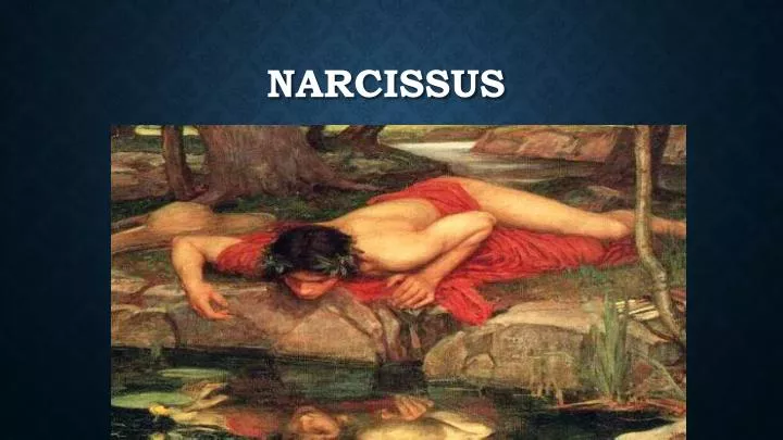 n arcissus